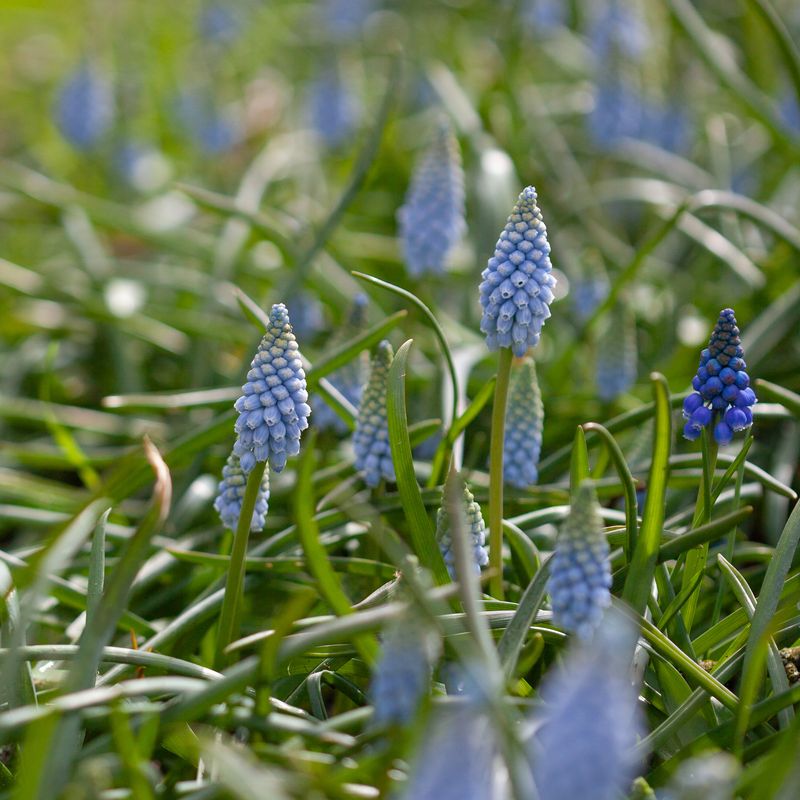 Armeniaperleblomst ’Valerie Finnis’ - Muscari armeniacum