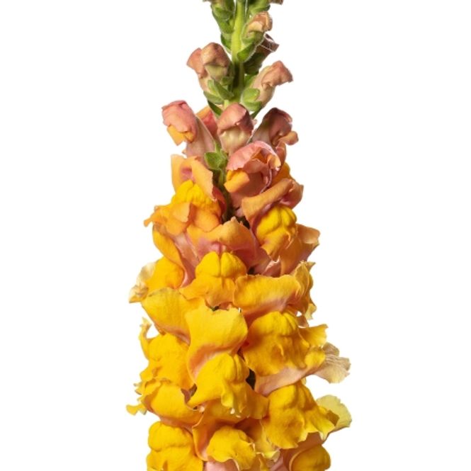 Hovedbilde Løvemunn 'Animation Cognac’ F1 - Antirrhinum majus