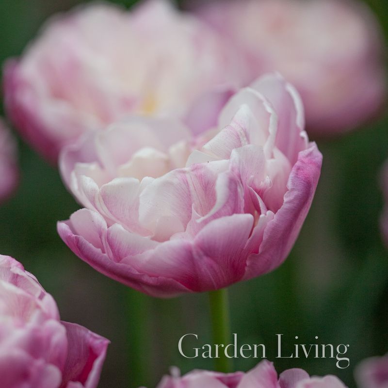 Tulipan 'Vogue', Sen dobbel - 10 stk