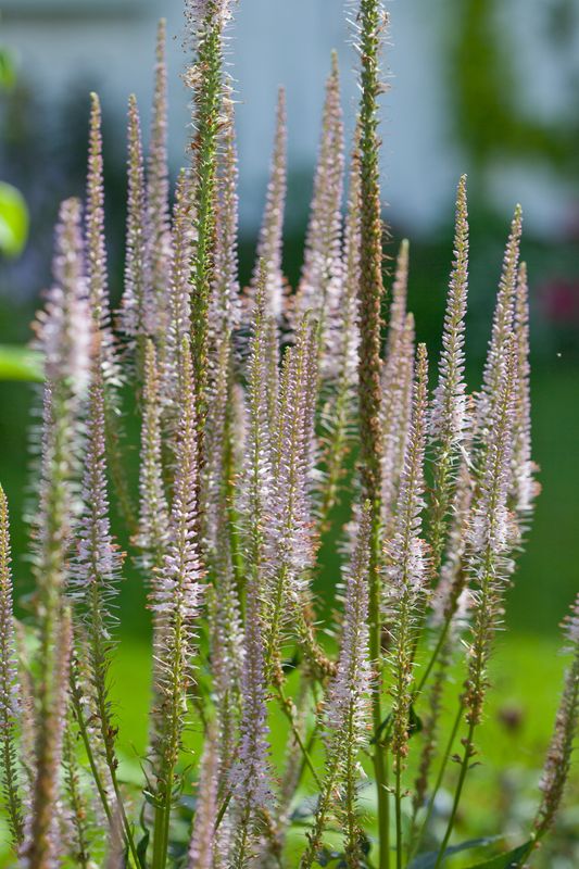 Kransveronika 'Erica' - Veronicastrum virginicum