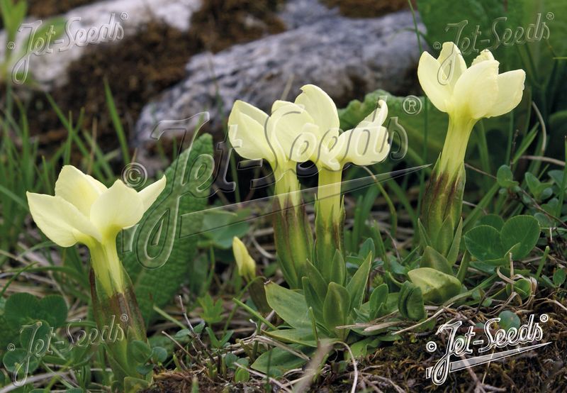 Gentiana oschtenica