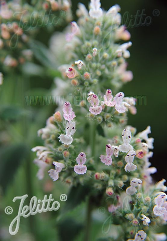 Sitronkattemynte - Nepeta cataria ssp. citriodora