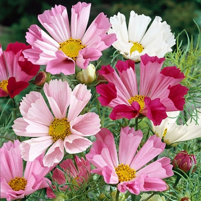 Hovedbilde Pyntekorg 'Seashells Mixed' - Cosmos bipinnatus 