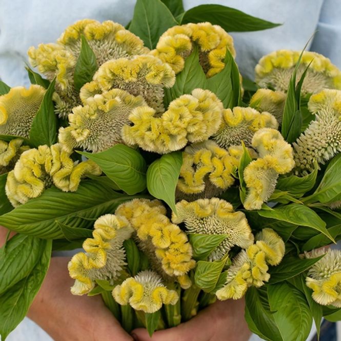 Hovedbilde Hanekam 'Lemon Lime' - Celosia argentea cristata