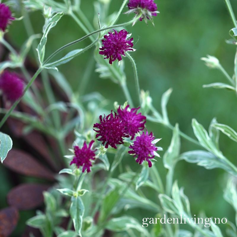 Makedoniarødknapp 'Thunder and Lightning' - Knautia macedonica