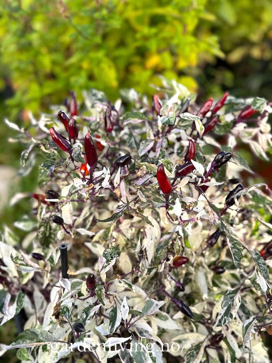 Chilipepper 'Calico' - Capsicum annuum