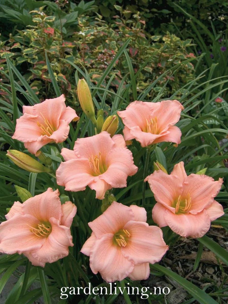 Daglilje 'On and On' - Hemerocallis