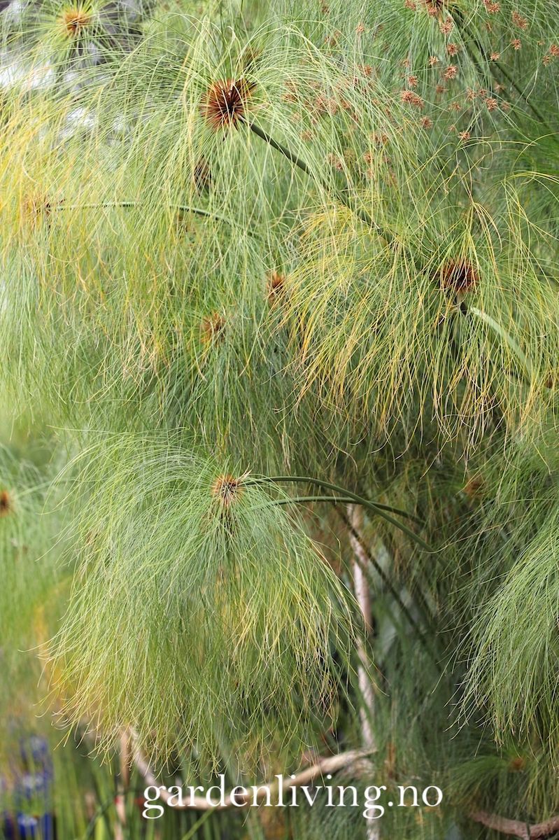 Papyrus - Cyperus papyrus