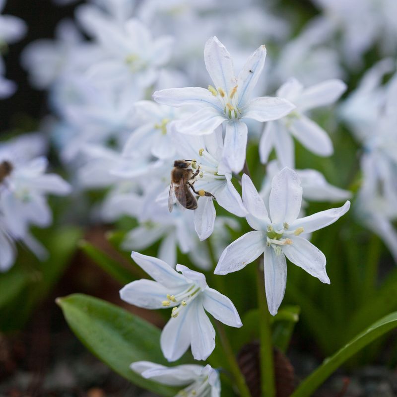 Persiablåstjerne - Scilla mischtscenkoana - 5 stk