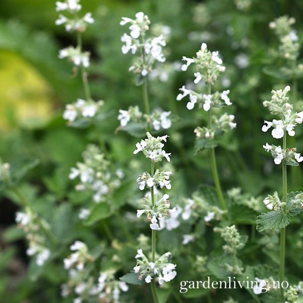Hovedbilde Kattemynte 'Snowflake' - Nepeta x faassenii