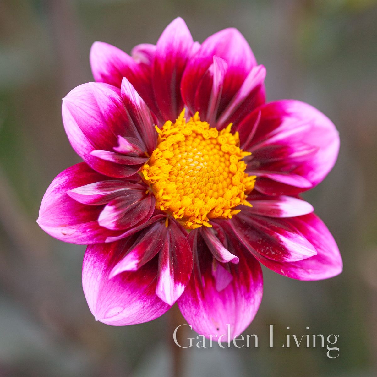 Georgine 'Liquid Desire' - Dahlia x cultorum, 1 stk.