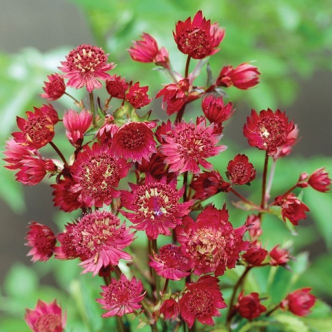 Hovedbilde Stjerneskjerm 'Ruby Wedding' - Astrantia major  