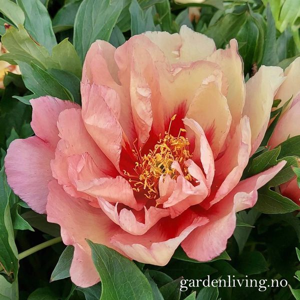 Hovedbilde Itoh pion 'Kopper Kettle' - Paeonia itoh