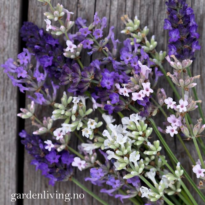Hovedbilde Lavendel ’Summer Dream’ - Lavandula