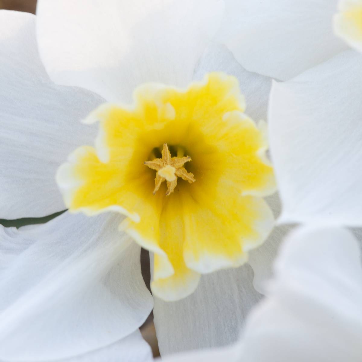 Påskelilje 'Lemon Beauty' - 10 stk
