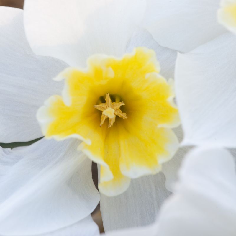 Påskelilje 'Lemon Beauty' - 10 stk
