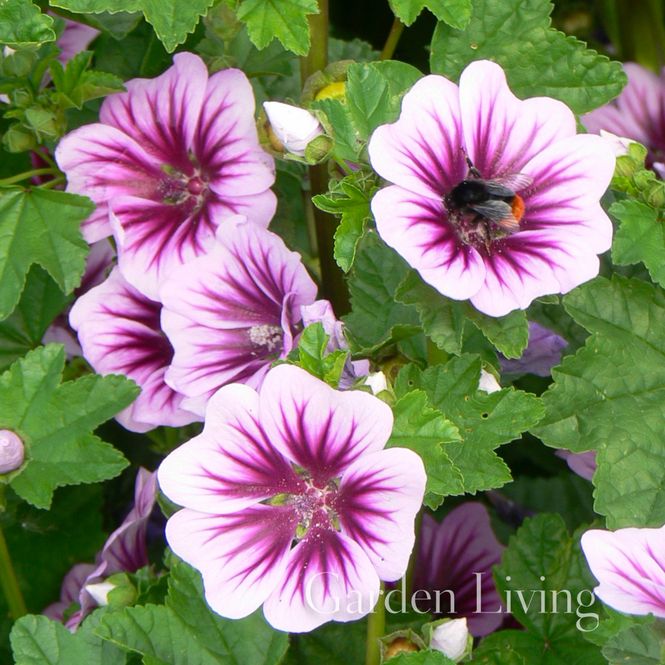 Hovedbilde Apotekerkattost 'Zebrina' - Malva sylvestris