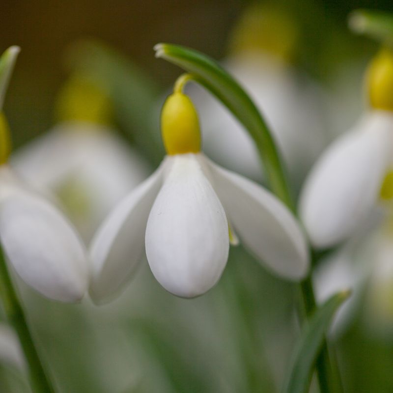 Snøklokke 'Primrose Warburgh' - Galanthus - 1 stk