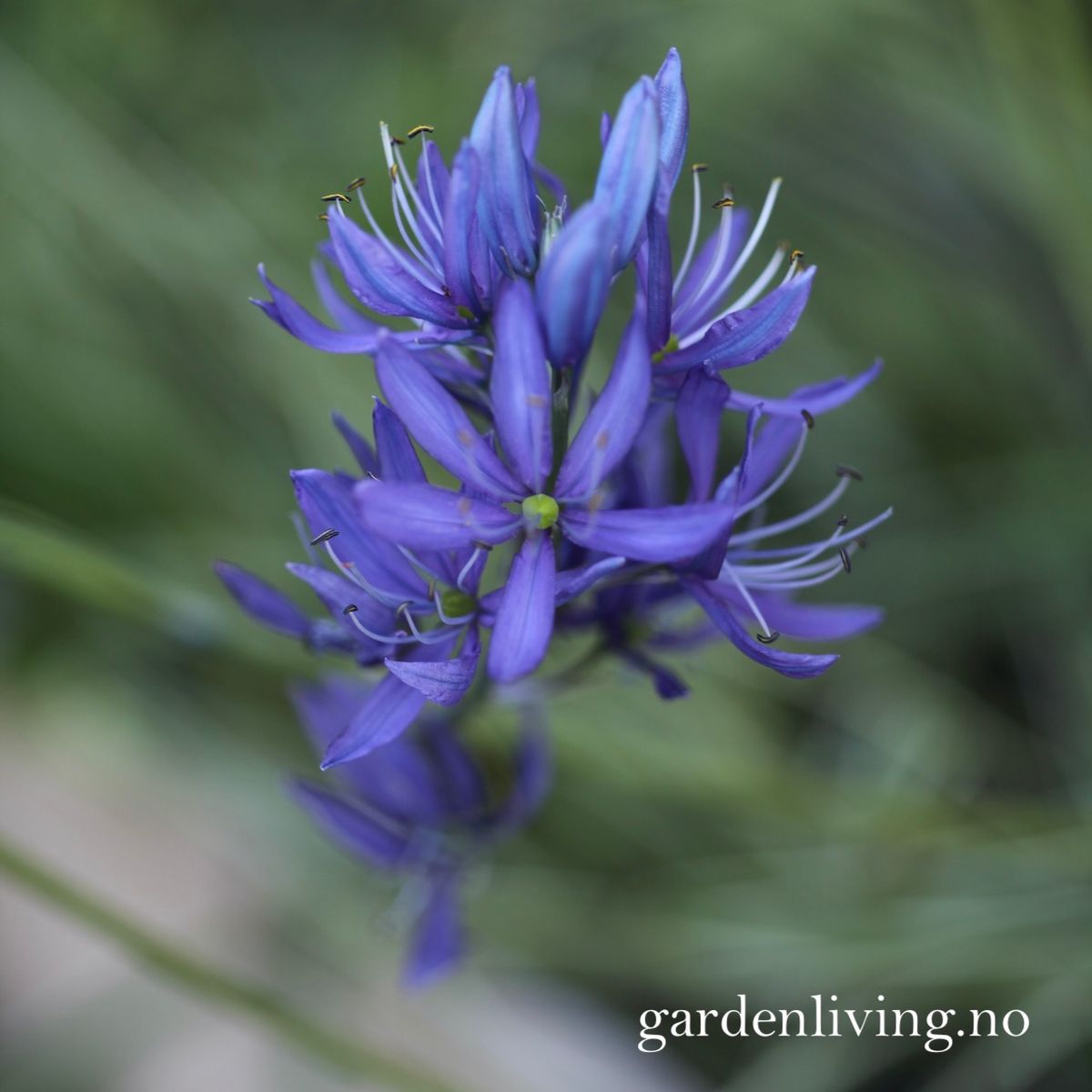 Bjørnestjerne 'Blue Melody’ -  Camassia esc. - 5 stk