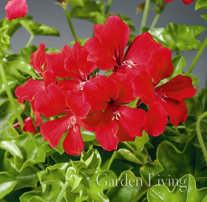 Hovedbilde Pelargonium 'Tornado™ Red Pepix' F1, Henge-