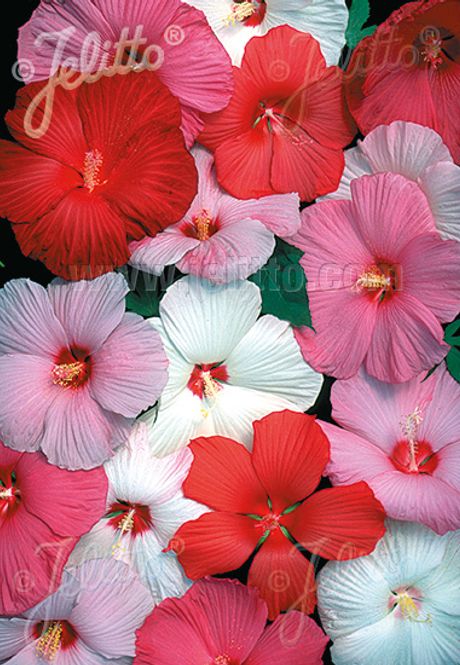 Hovedbilde Sumphibiskus 'Galaxy' - Hibiscus moscheutos