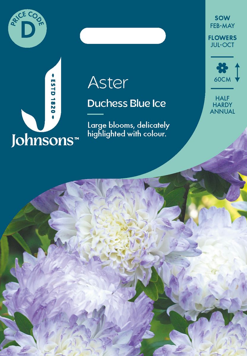 Sommeraster 'Duchess Blue Ice' - Callistephus chinensis
