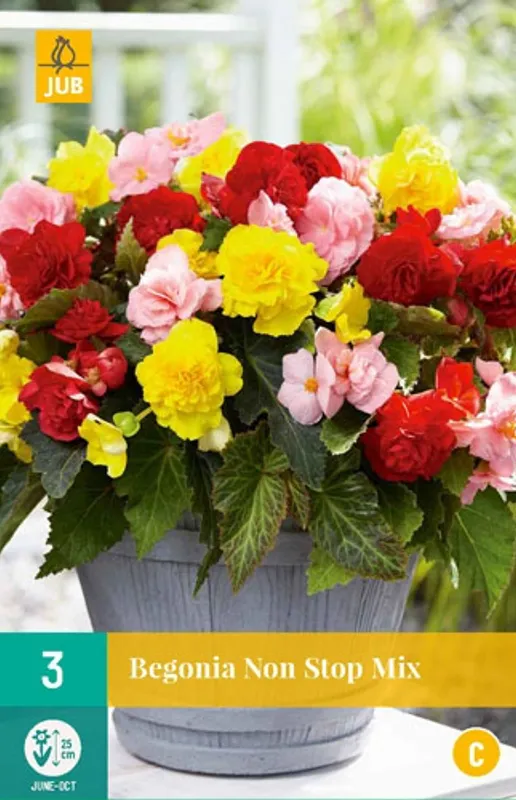 Begonia 'Non Stop Mixed', 3 stk.