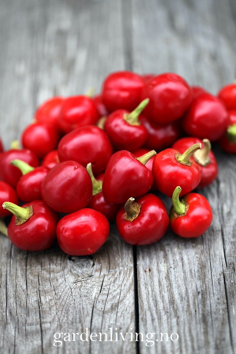 Chilipepper 'Ciliegia Piccante'  - Capsicum annuum