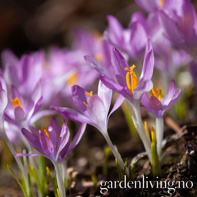 Hovedbilde Snøkrokus 'Roseus' - Crocus tommasinianus - 10 stk