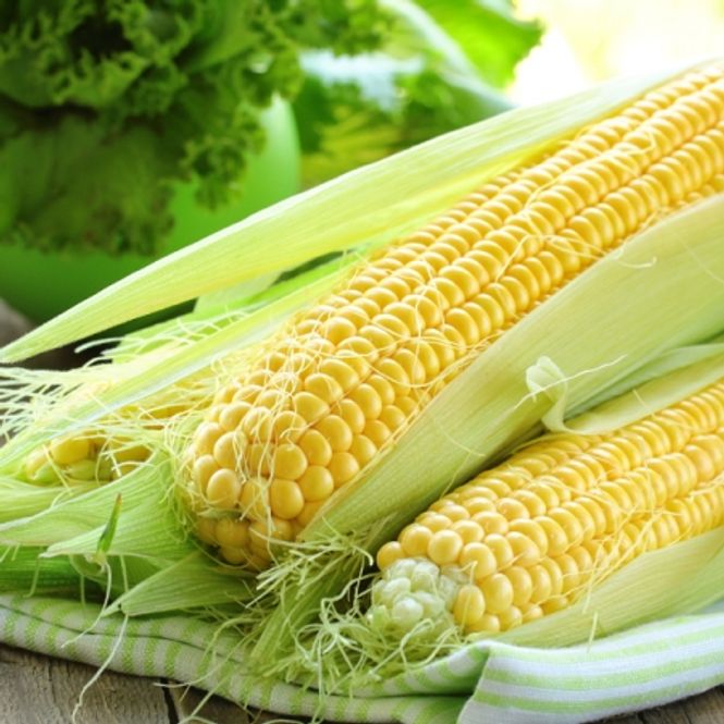 Hovedbilde Mais 'Earlibird' - Zea mays