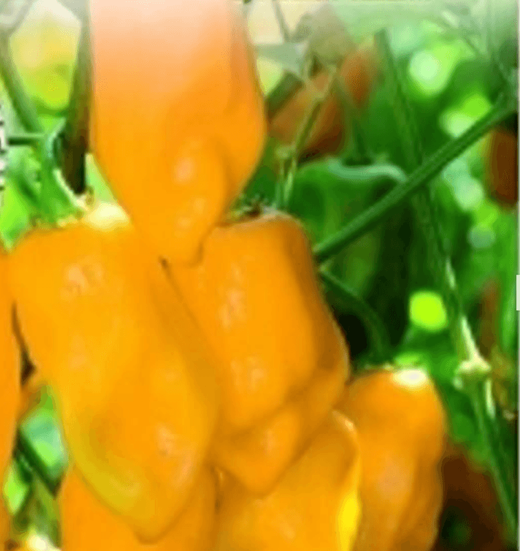 Chilipepper 'Habanero Yellow - Capsicum chinense