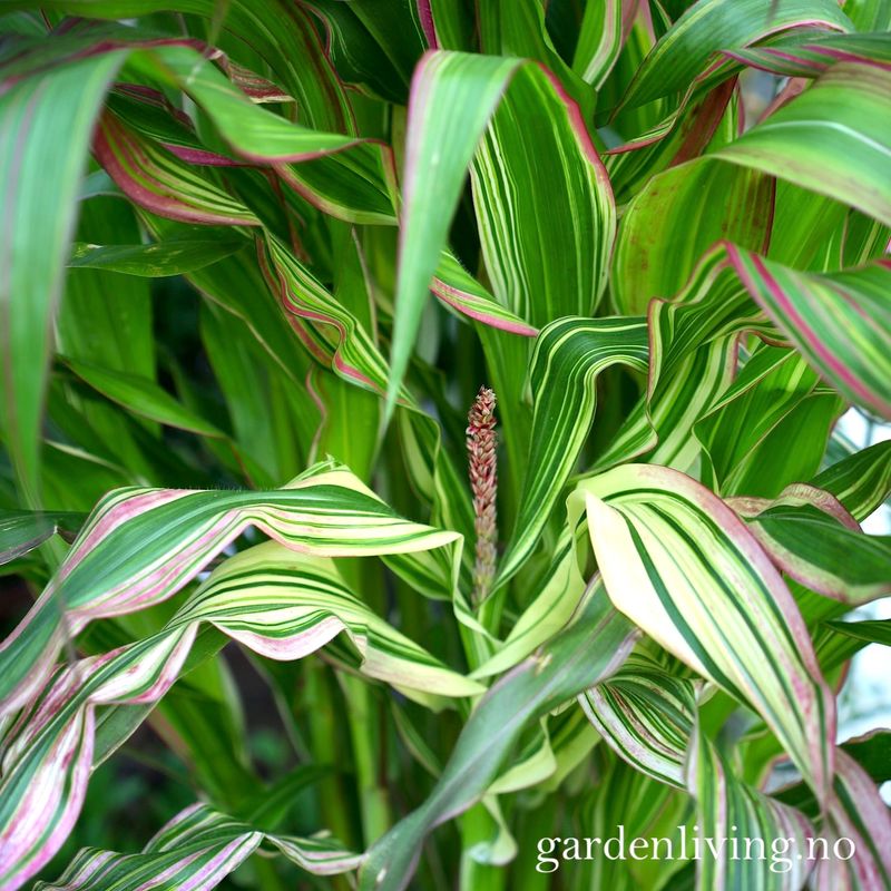 Prydmais 'Japonica Variegata' - Zea mays var. japonica
