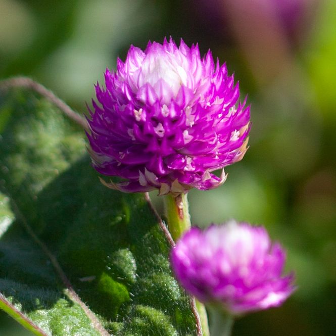 Hovedbilde Kuleamarant 'Atomic Purple' - Gomphrena globosa