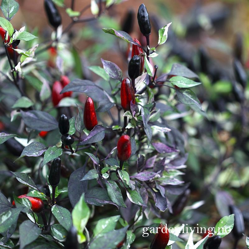 Chilipepper 'Calico' - Capsicum annuum
