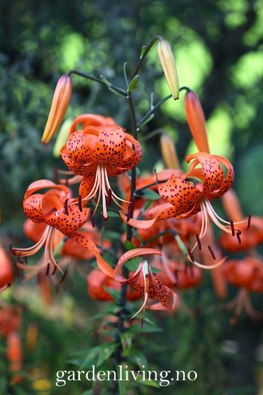 Tigerlilje - Lilium lancifolium - 2 stk