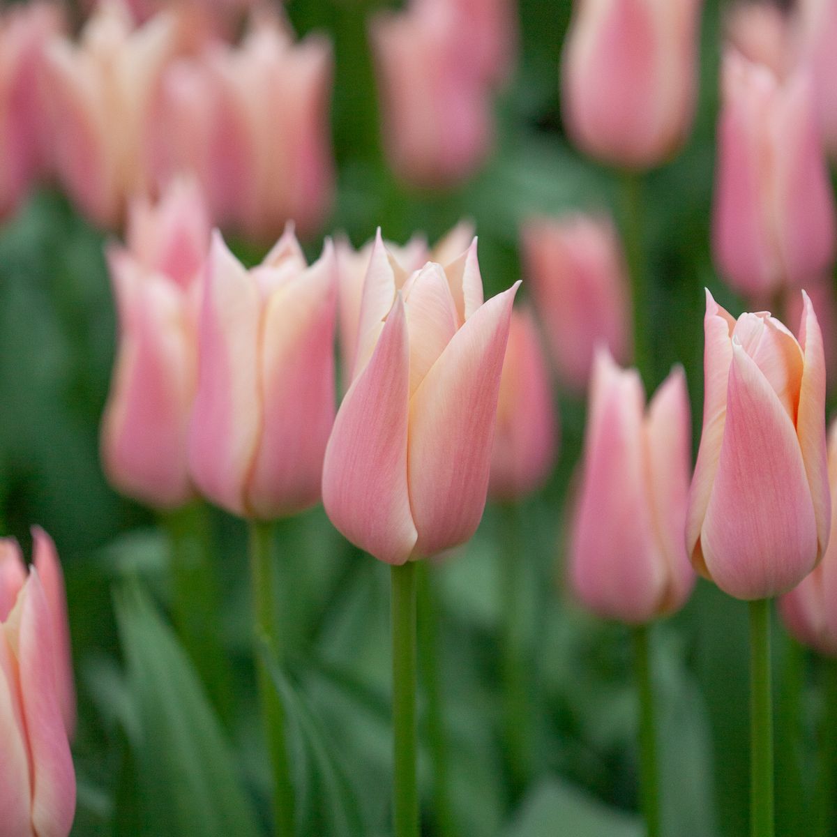 Tulipan 'Sanne', triumphtulipan - 10 stk