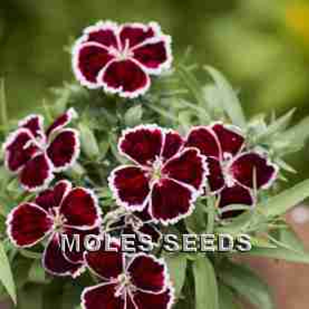 Kinanellik 'Diana Crimson Bicolour' F1 - Dianthus chinensis