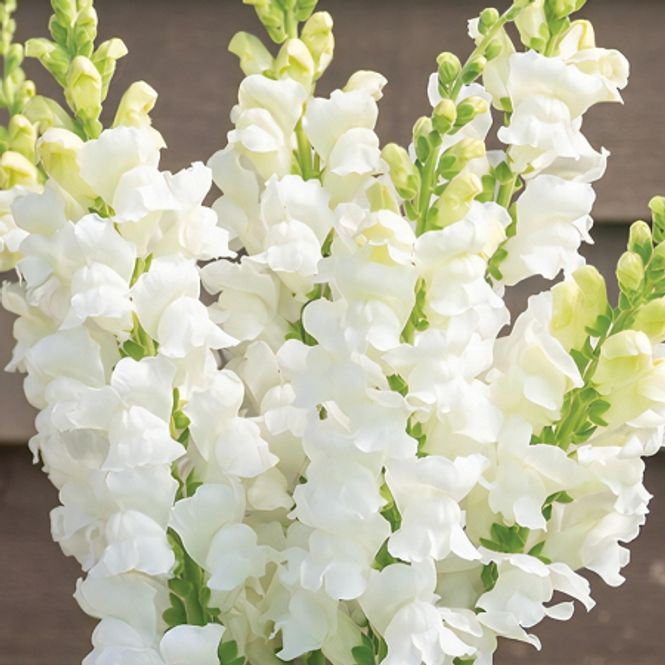 Hovedbilde Løvemunn 'Costa White' F1 - Antirrhinum majus