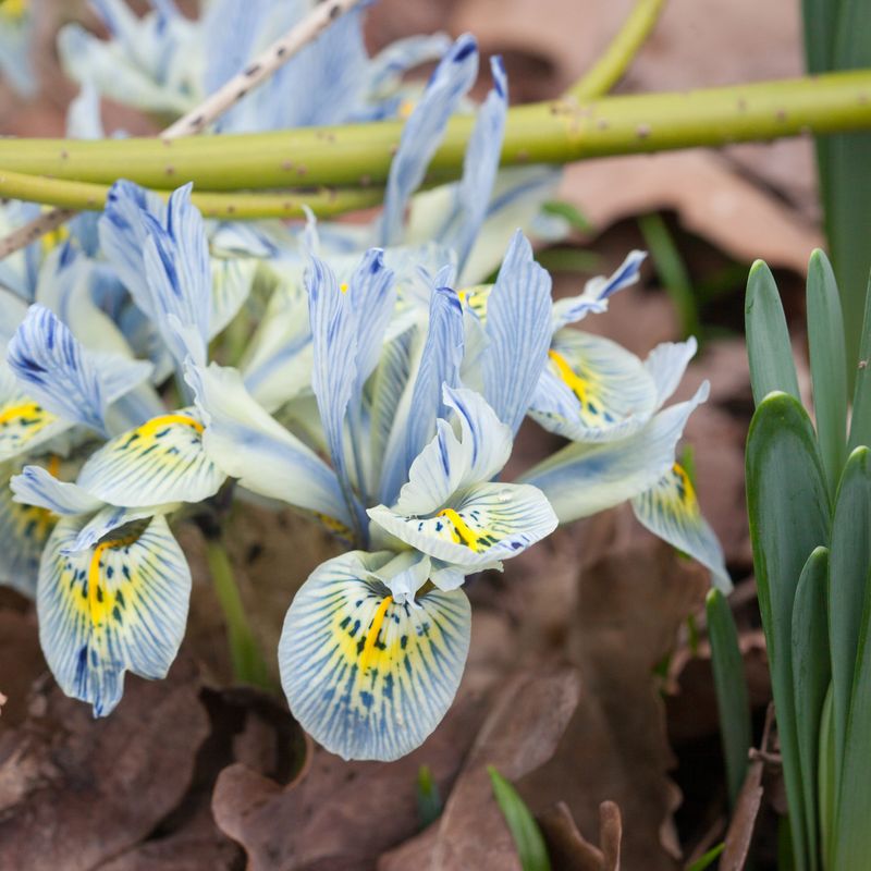 Våriris 'Katharine Hodgkin’ - Iris - 10 stk