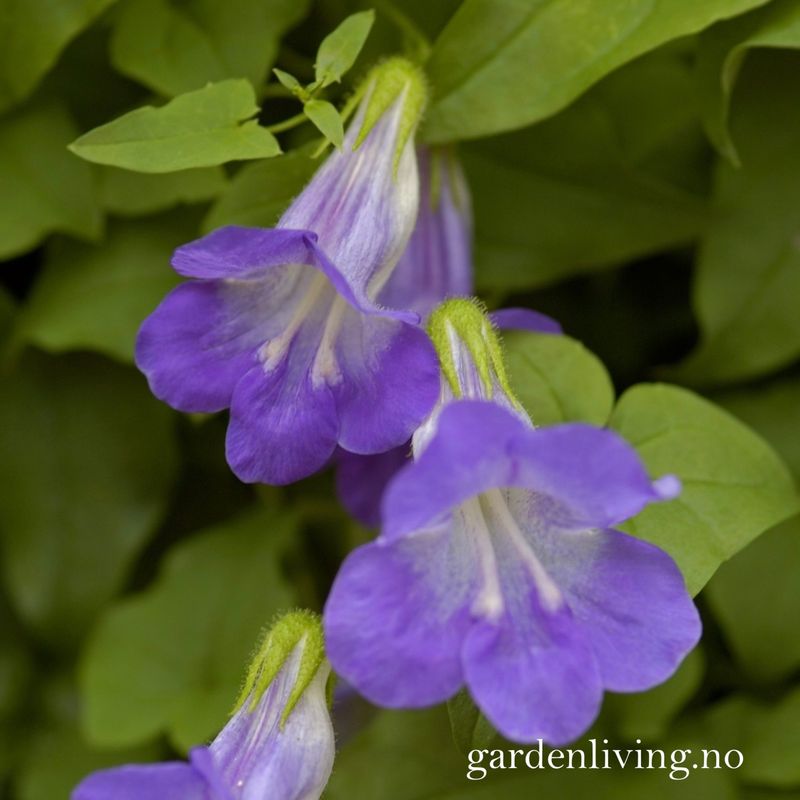 Klatreløvemunn 'Sky Blue' - Maurandya/ Asarina scandens 