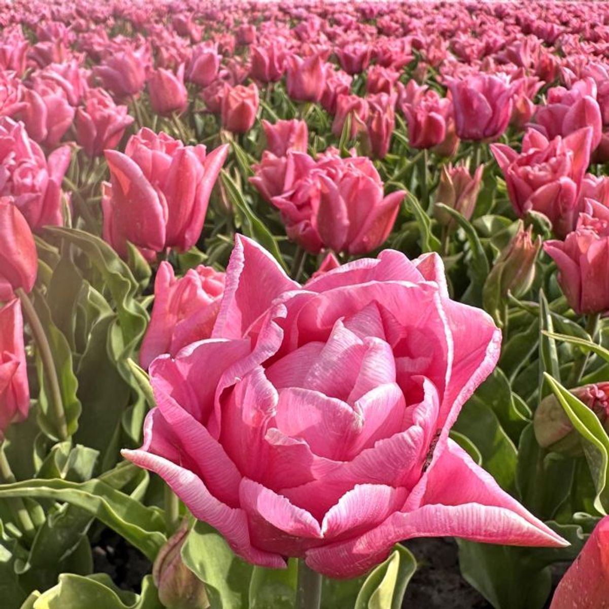Tulipan 'Touchstone', sen dobbel - 10 stk