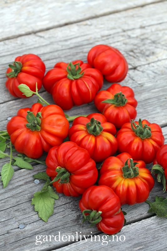 Drivhustomat 'Costoluto Di Parma', biff - Lycopersicon lycoper