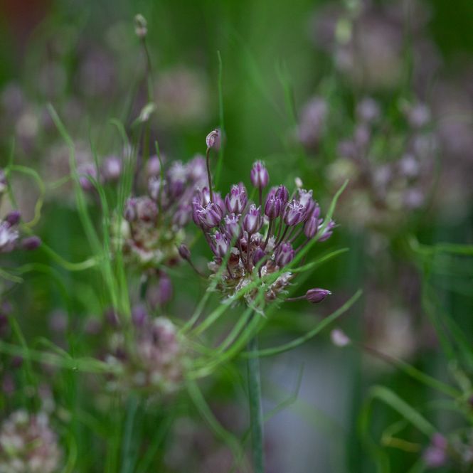 Hovedbilde Bendelløk 'Art' - Allium scorodoprasum - 10 stk 