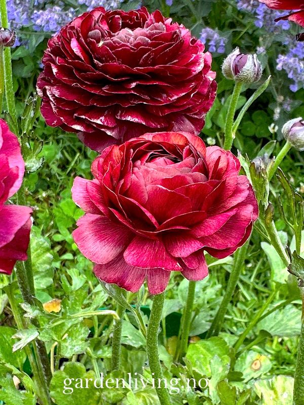 Ranunkler 'Amandine Chocolate' - Ranunculus, 10 stk.