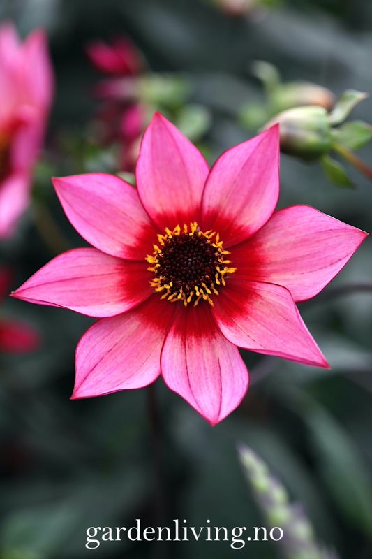 Georgine 'Lou Farman - Dahlia x cultorum, 1 stk.