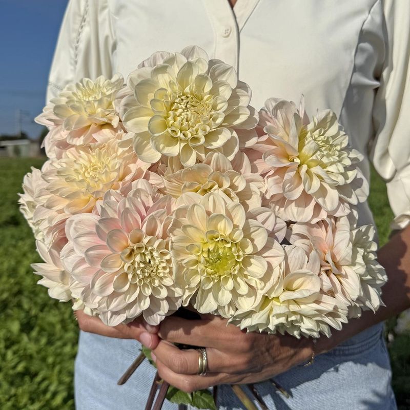 Georgine 'Sweet Nathalie' - Dahlia x cultorum, 1 stk.