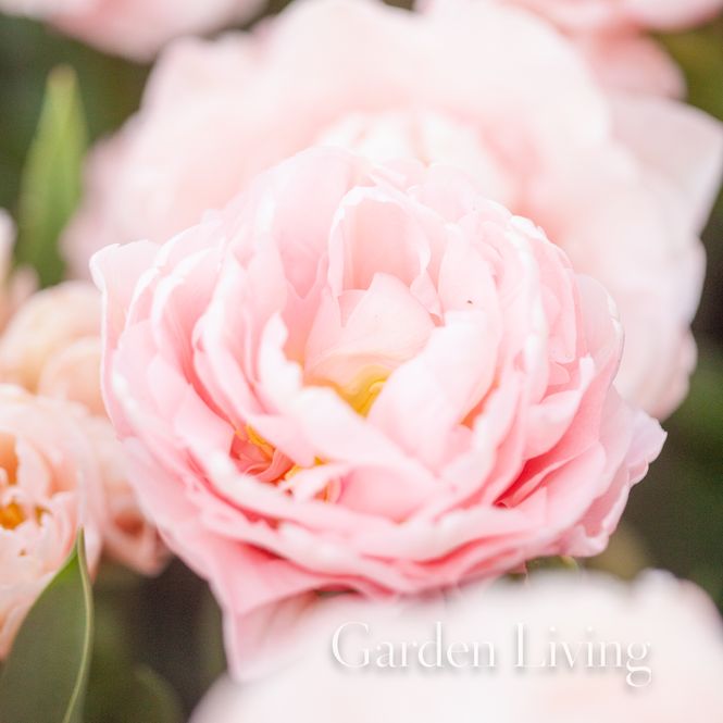 Hovedbilde Tulipan 'Dreamer', tidlig dobbel -5 stk