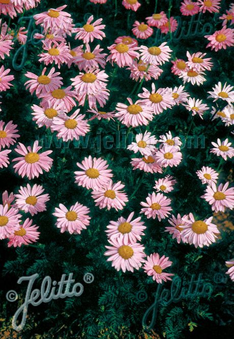 Hovedbilde Rosekrage 'Robinson's Pink' - Tanacetum coccineum 