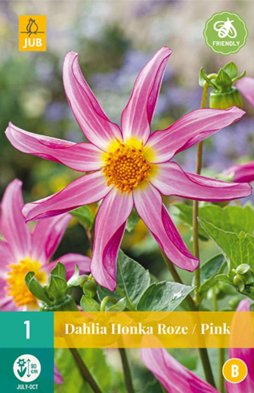 Georgine 'Honka Pink' - Dahlia x cultorum, 1 stk.