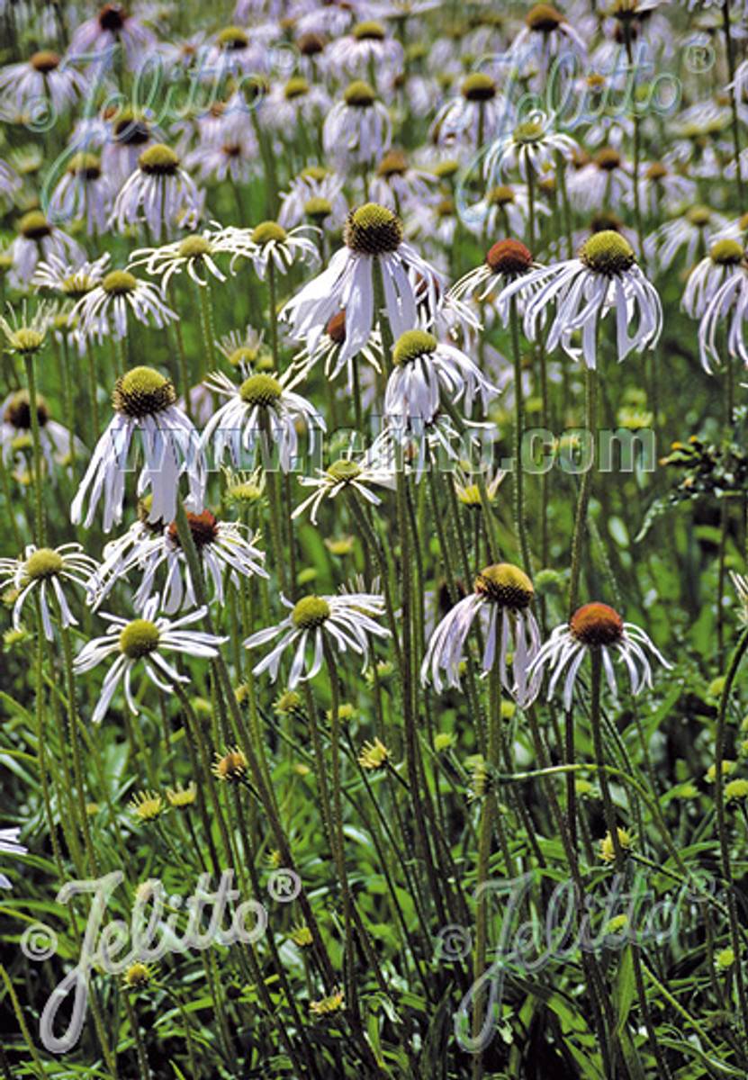 Bleksolhatt 'Hula Dancer' - Echinacea pallida